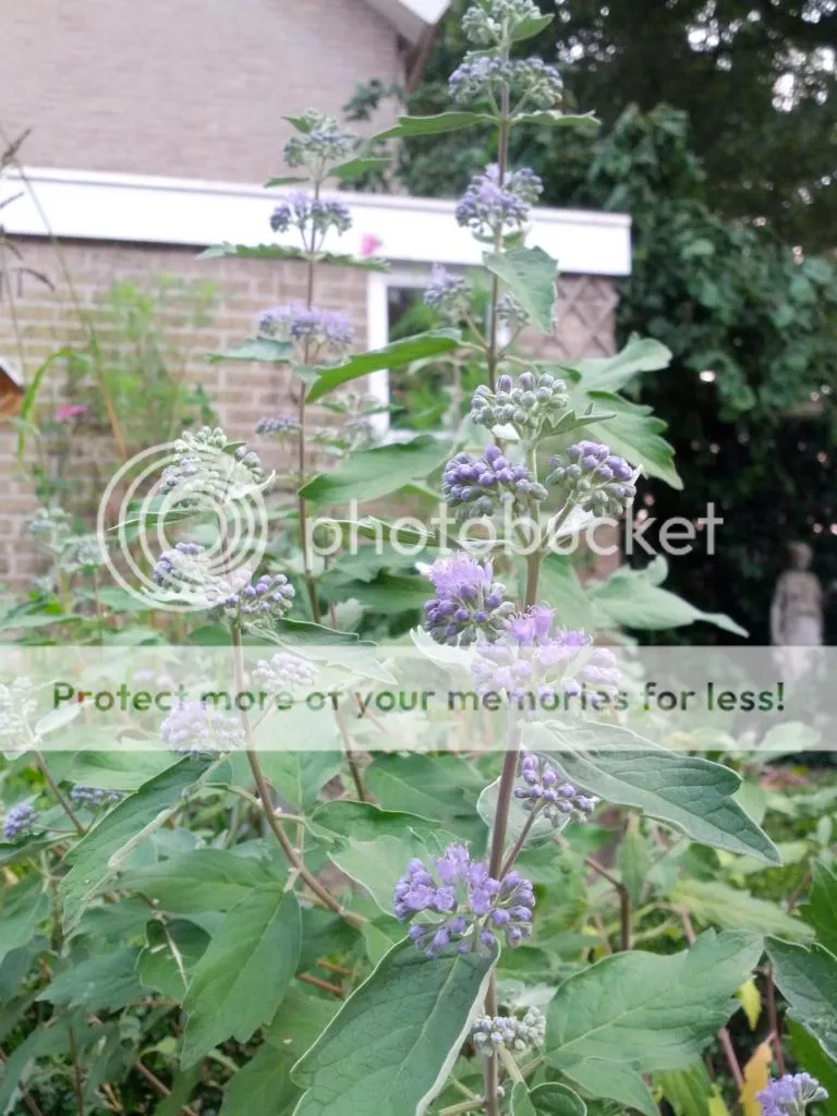 IMG_20140916_180330.jpg