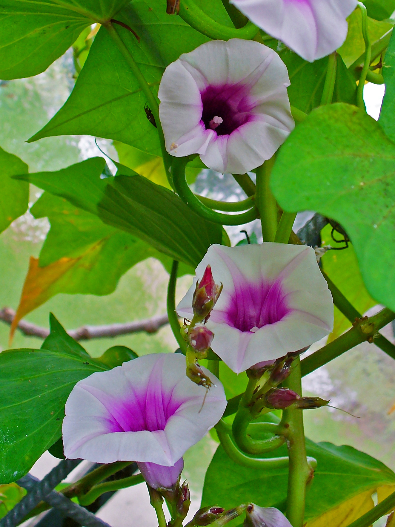 Ipomoea_batatas_002.JPG