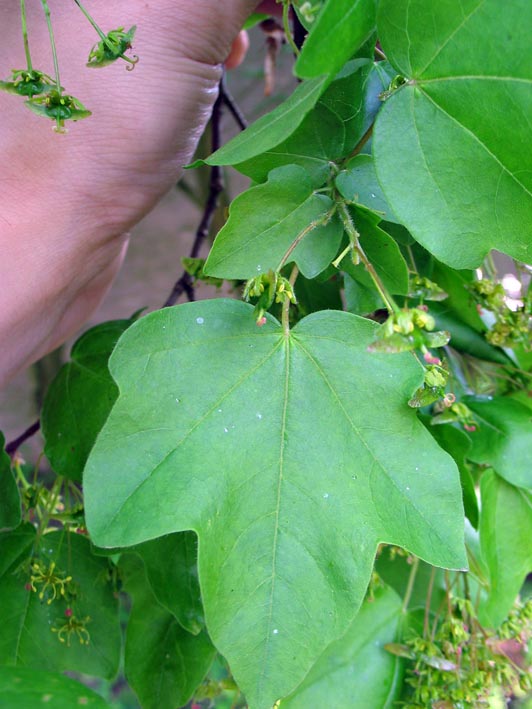 Italiaanse_esdoorn__Acer_opalus__Italian_maple@img_2867blad.jpg