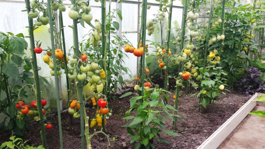 Kas-tomaten-oogst.jpg