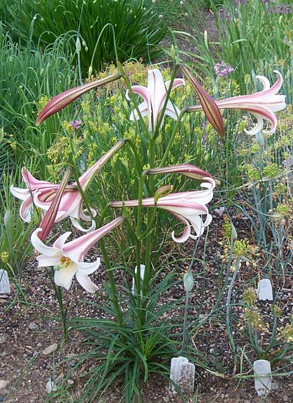 Lilium_formosanum_pricei_2.jpg