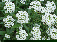 Lobularia-maritima-TC-1_fader_subpage_small.jpg
