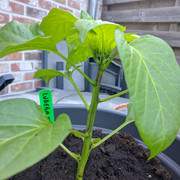 MVIMG-20190428-193850.jpg