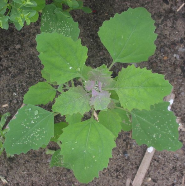 MelganzenvoetChenopodium_album.jpg