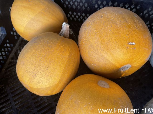 Melonette-Jaspee-de-Vendee-3.jpg