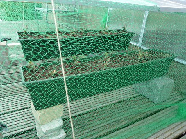P1030696.jpg