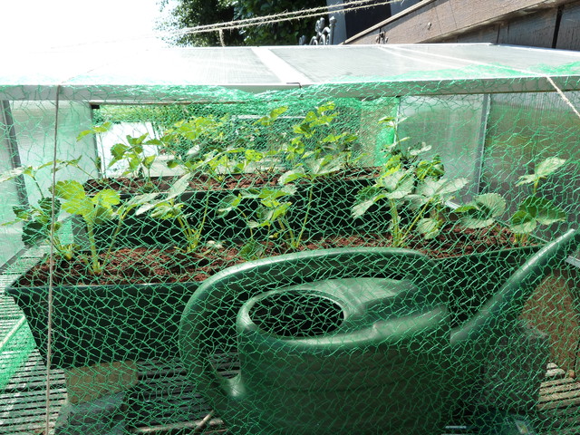 P1030720.jpg