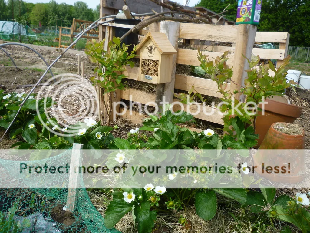 P1060117_zps4fvbjvfi.jpg