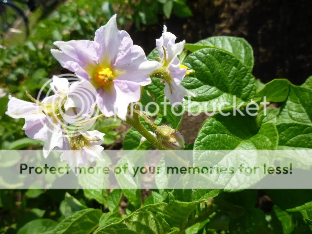 P1060140_zpsyivqvzzd.jpg