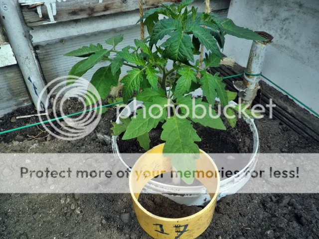 P6030001_zps1yec0gmo.jpg
