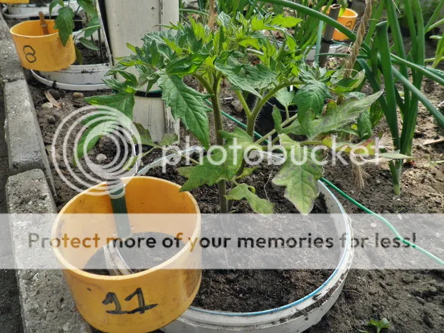 P6030003_zpsx4pjtwya.jpg