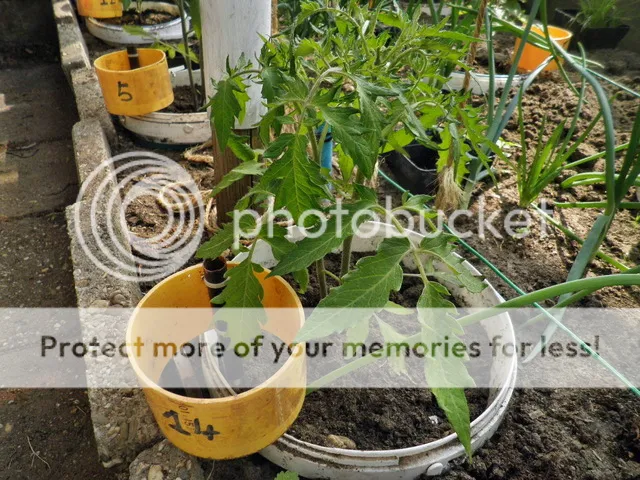 P6030005_zpsgzvsqgsf.jpg