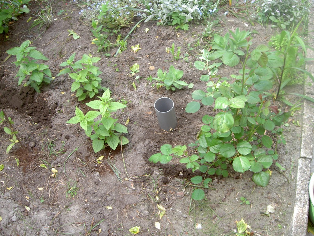 PICT4150-1024x768.jpg