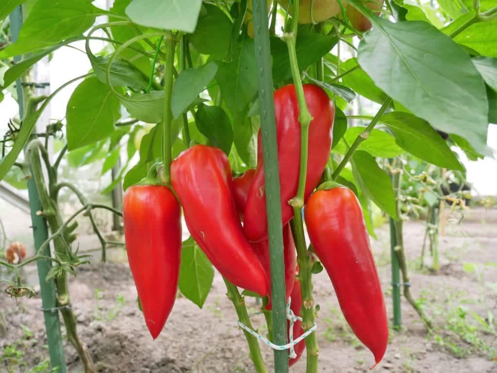 Paprika's en pepers per 3 - Diana's mooie moestuin