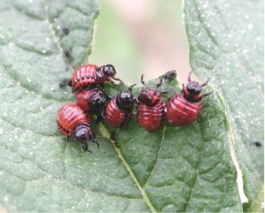 Potato_beetle_larvae.jpg