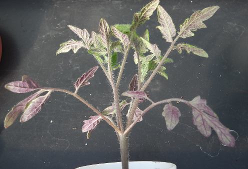 Purple-Leaves.jpg