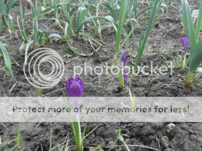 SAM_1730.jpg?t=1392907136