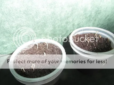 SAM_1739.jpg?t=1392906690