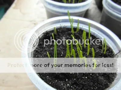 SAM_1878.jpg?t=1395827818