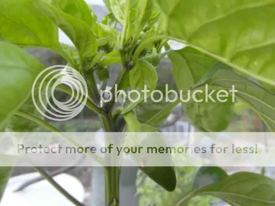 SAM_1955.jpg?t=1397413971