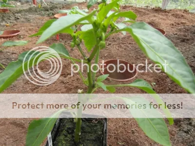 SAM_2032.jpg?t=1398767612