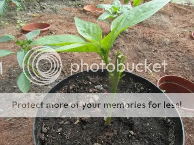 SAM_2034.jpg?t=1398767725