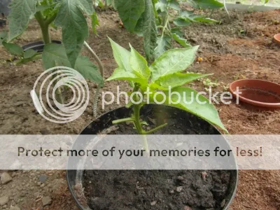 SAM_2035.jpg?t=1398767804