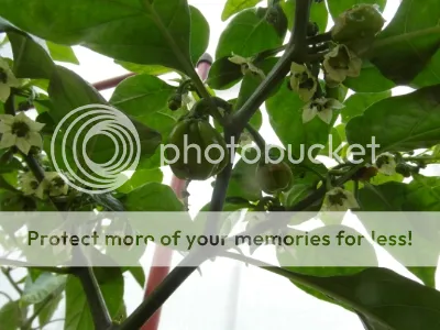 SAM_2085.jpg?t=1399994902