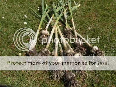 SAM_2183.jpg?t=1400927843