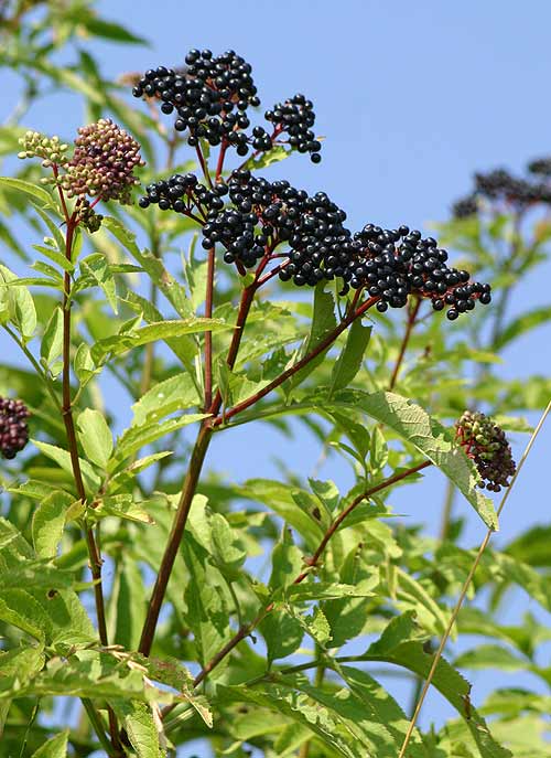 Sambucus-ebulus-1.jpg