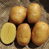 Sientje-kl-2_compact_cropped.jpg?v=1598375105