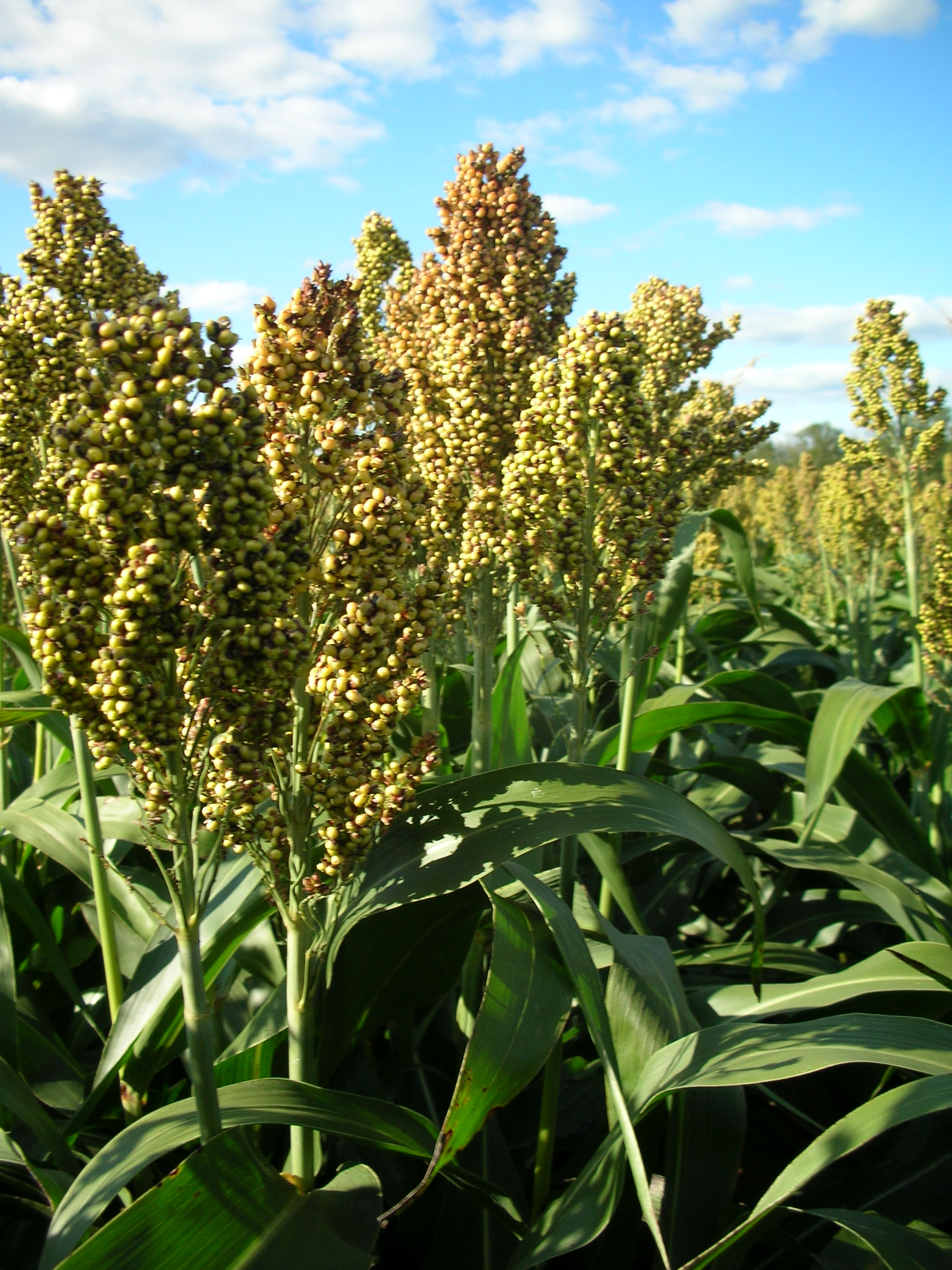 Sorghum_bicolor.JPG
