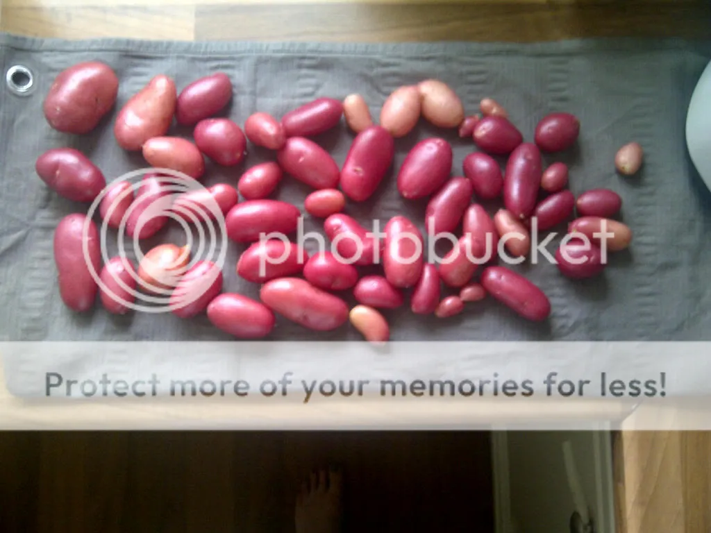 Spijkenisse-20120705-00141.jpg