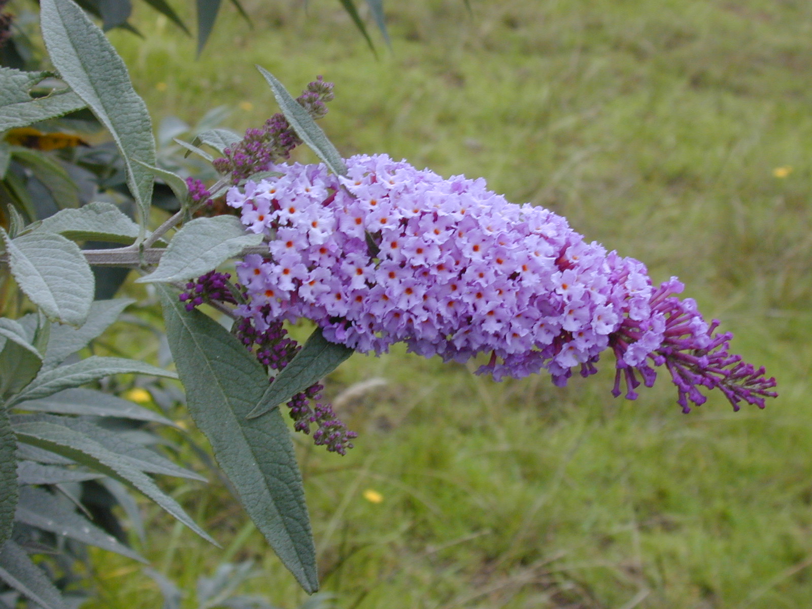 Starr_010717-0047_Buddleja_davidii.jpg