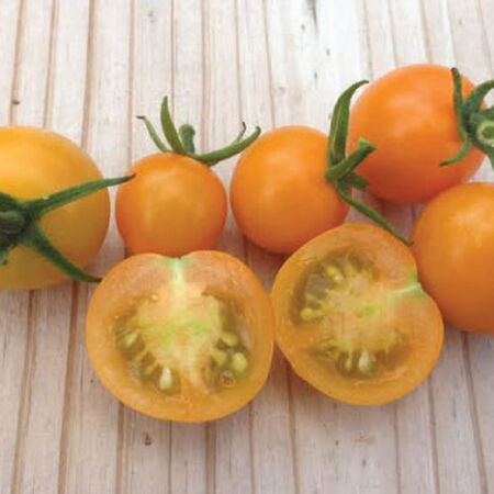 Sun-Sugar-Tomato-Seeds.jpg?sw=450&sh=450