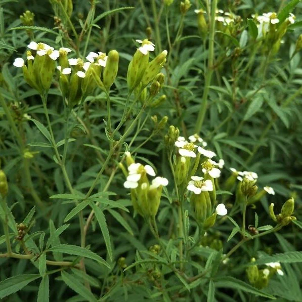 Tagetes-13_1296x.jpg?v=1598366631