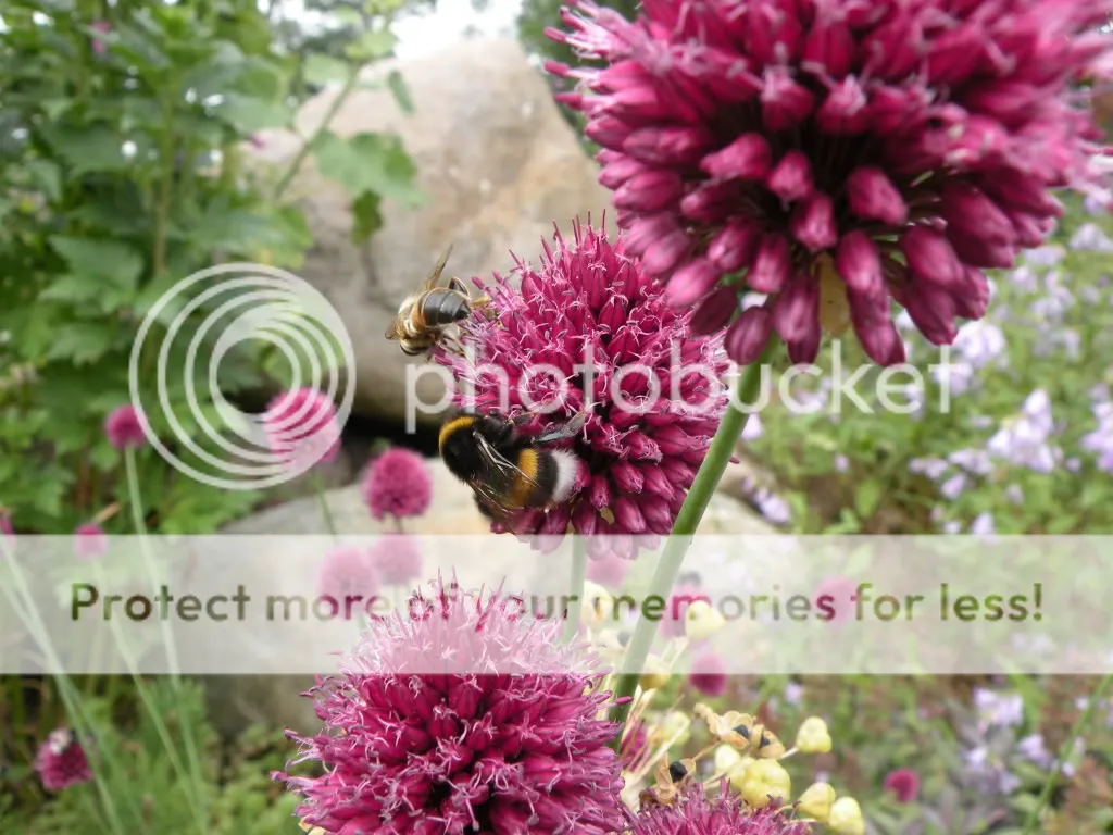 Tuin20-07-2010007.jpg
