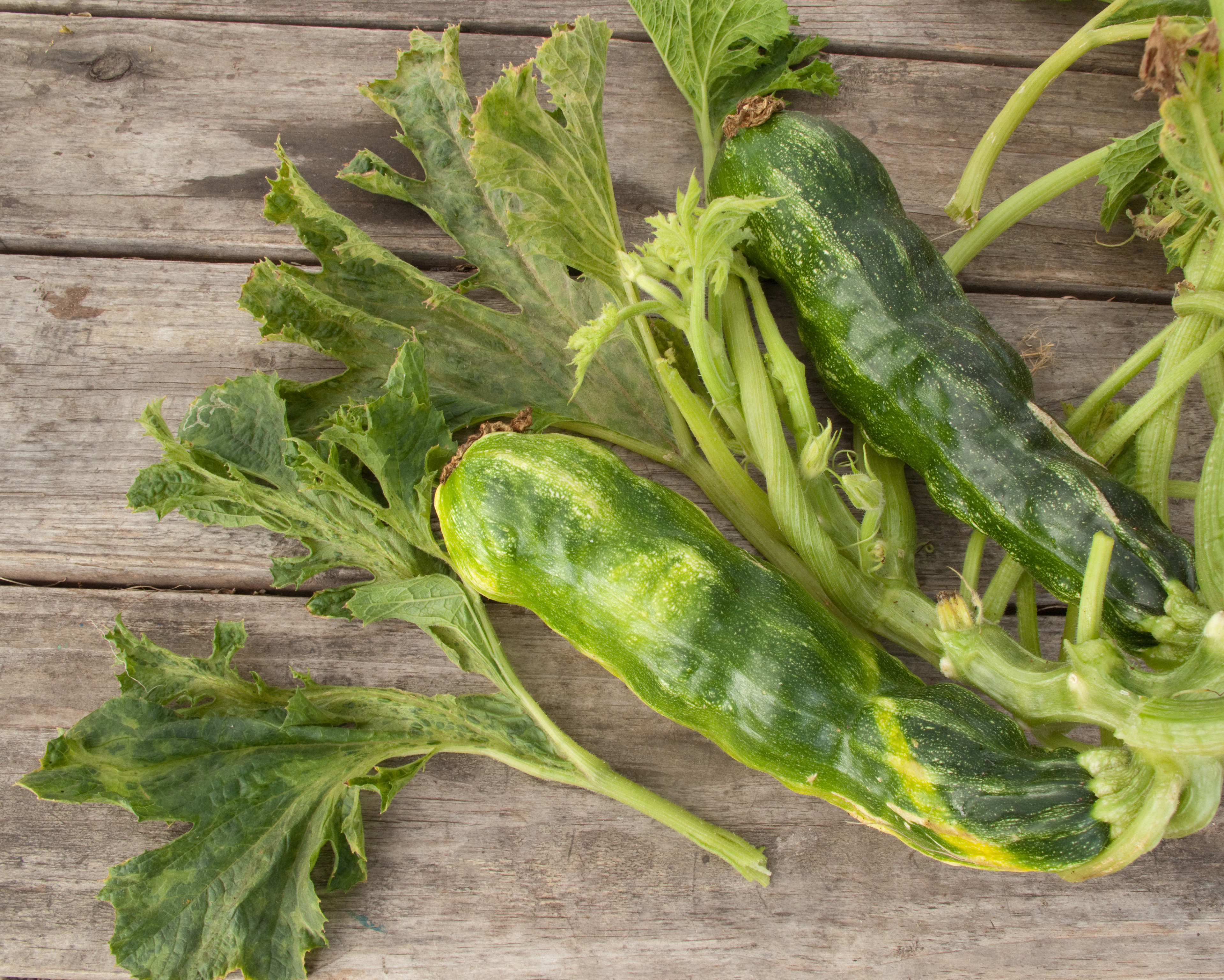 File:Zucchini yellow mosaic virus fruits and leaves.jpg ...
