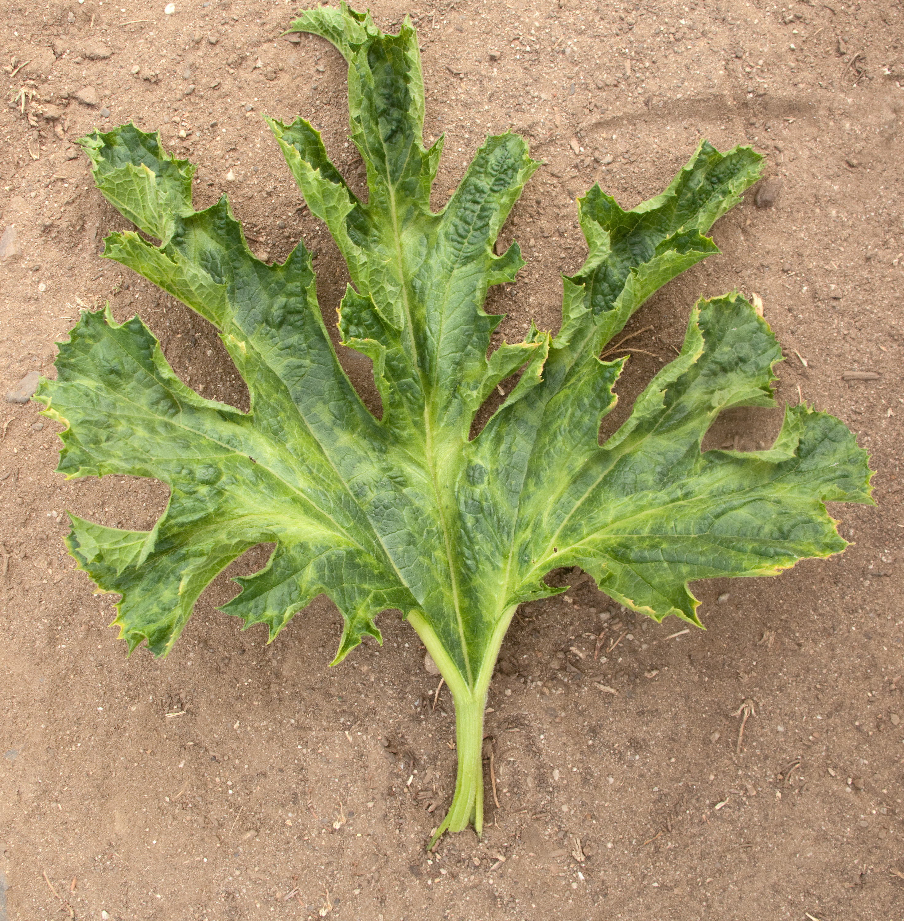 File:Zucchini yellow mosaic virus leaf.jpg - Wikimedia Commons