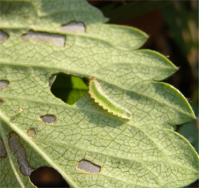 aardbeien-kleine-rupsjes.jpg