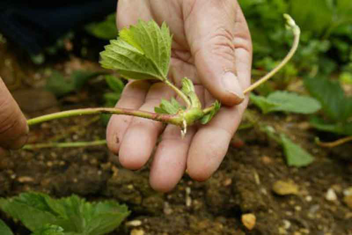 aardbeien-vermeerderen-stekken-uitlopers.png