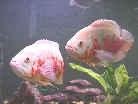 albino_oscar.jpg