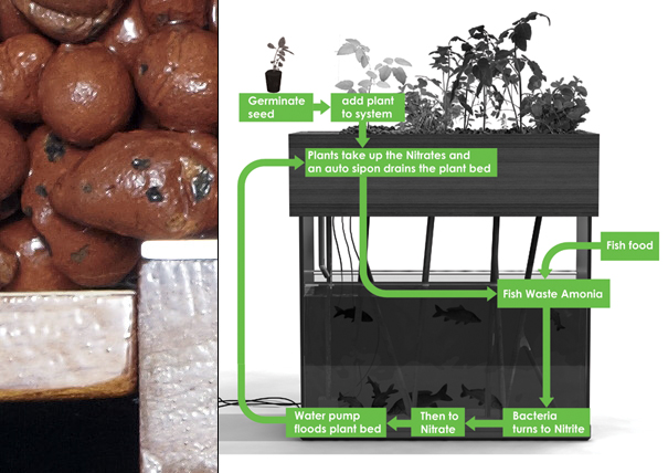 aquaponics03.jpg