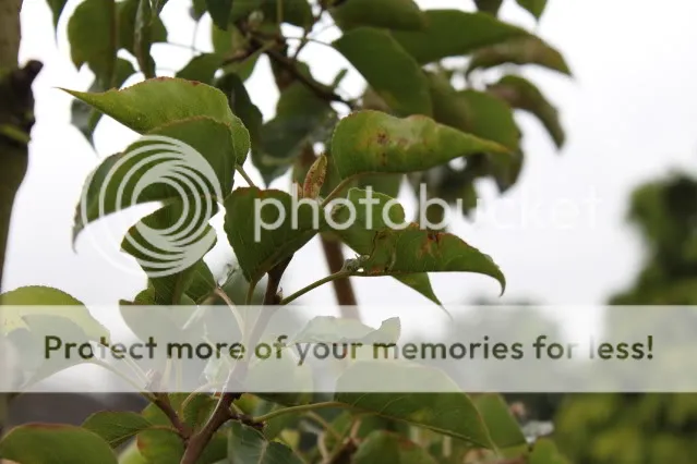 blaadjesziekboom2.jpg?t=1310639553