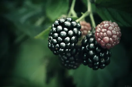 braambes.jpg?w=450&h=297