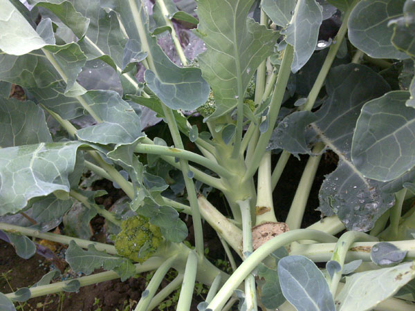 broccoli-zijscheuten.jpg