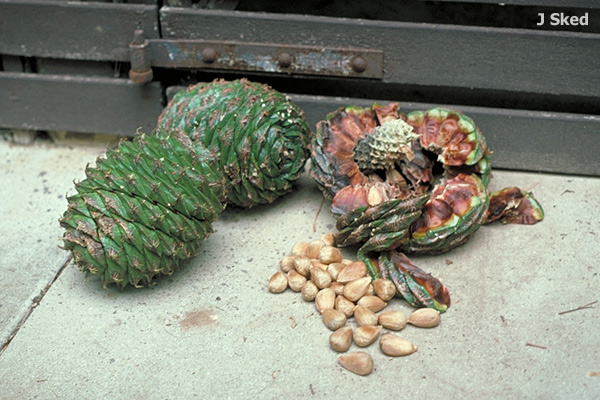 bunya-n.jpg