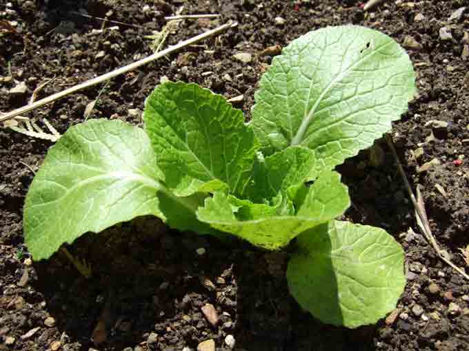 chinese-cabbage.jpg