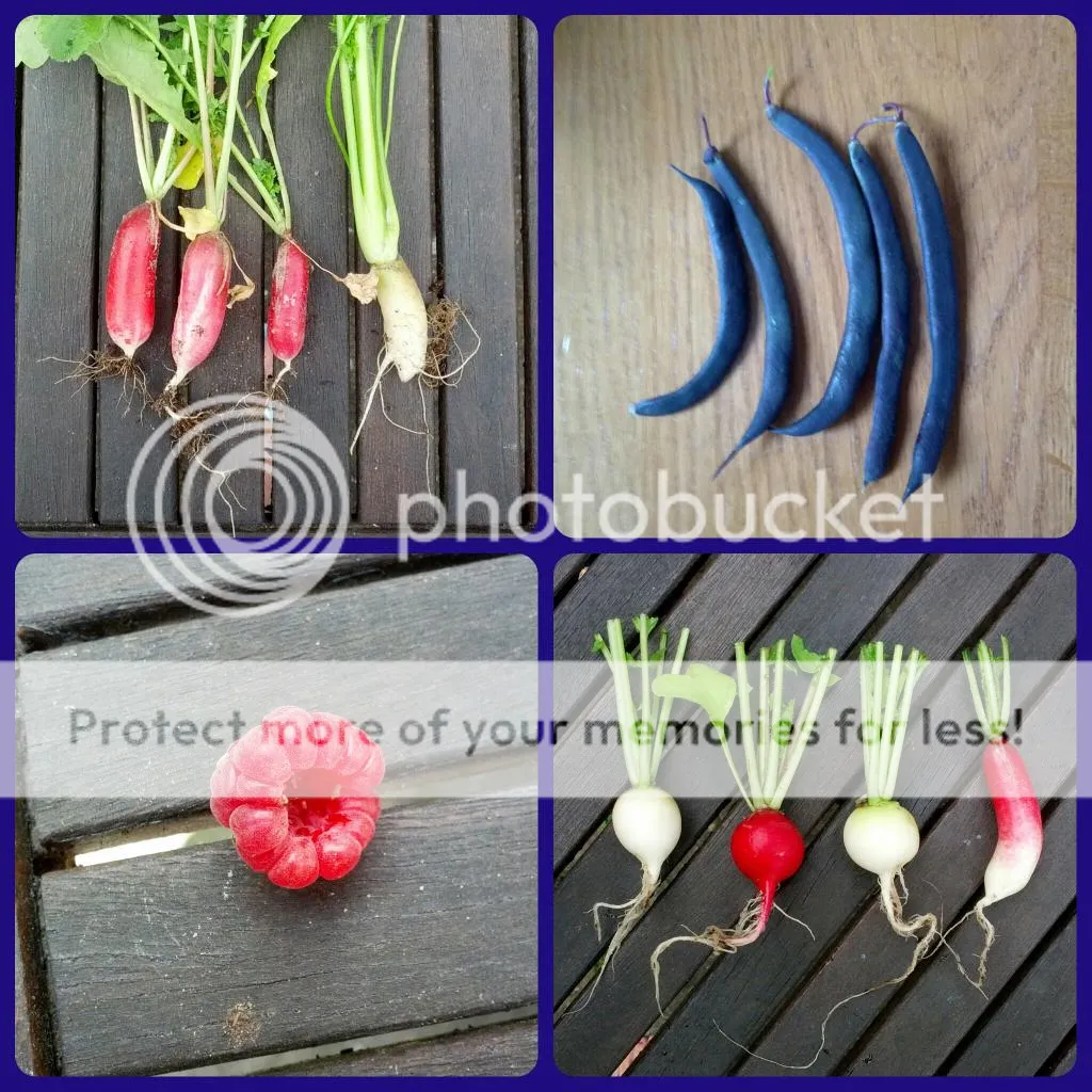 collage_20140525171937095.jpg