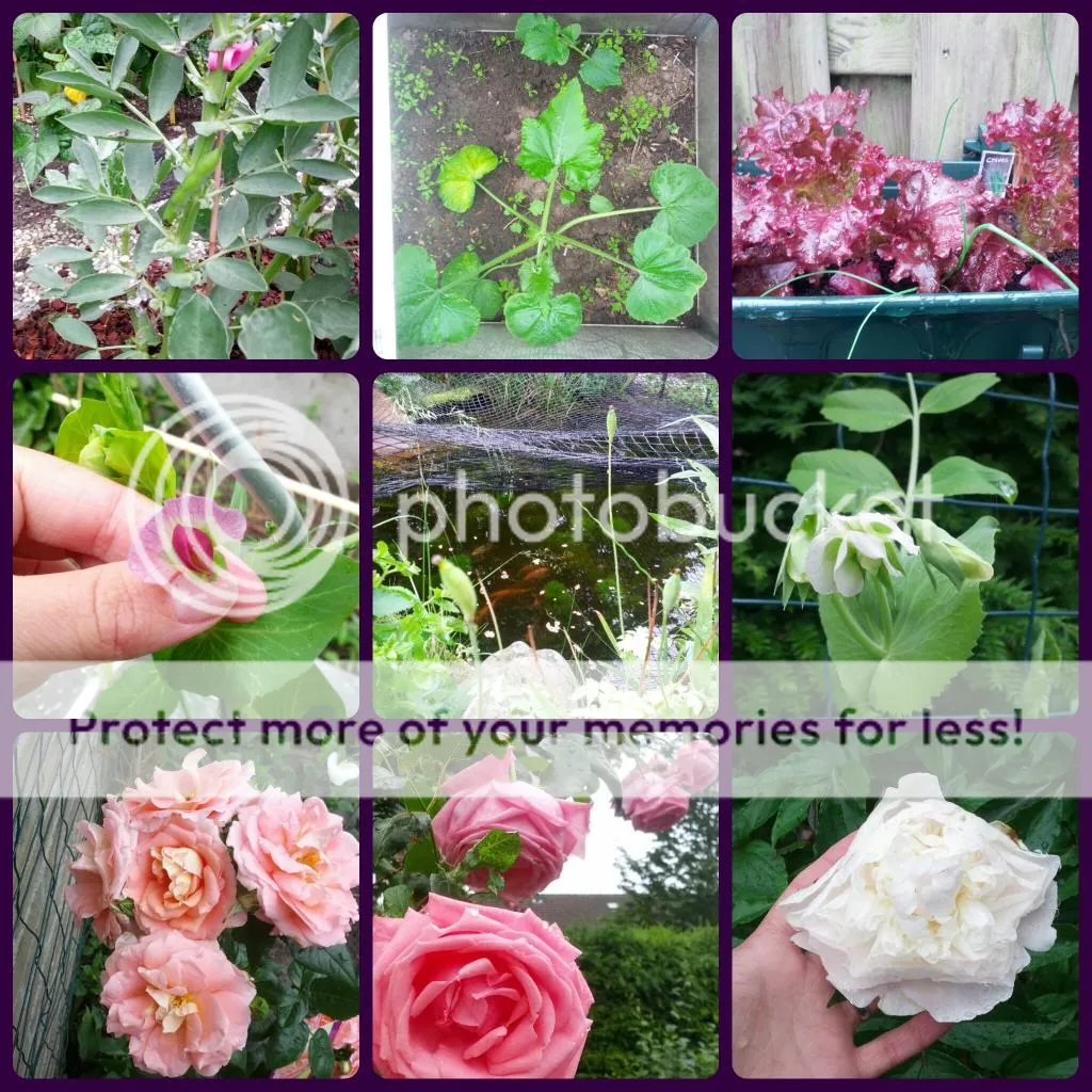 collage_20140529130650473.jpg